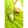 Phyllobius pomaceus Gyllenhal, 1834 Naliściak pokrzywiak